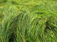 /album/plants/plants-1-jpg/